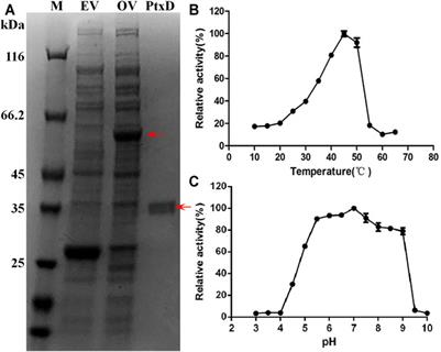 Improved the Activity of Phosphite Dehydrogenase and its Application in Plant Biotechnology